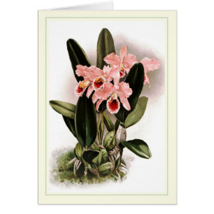 Cattleya percivaliana hälsningskort