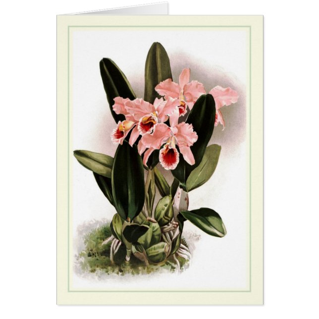 Cattleya percivaliana hälsningskort (Framsidan)