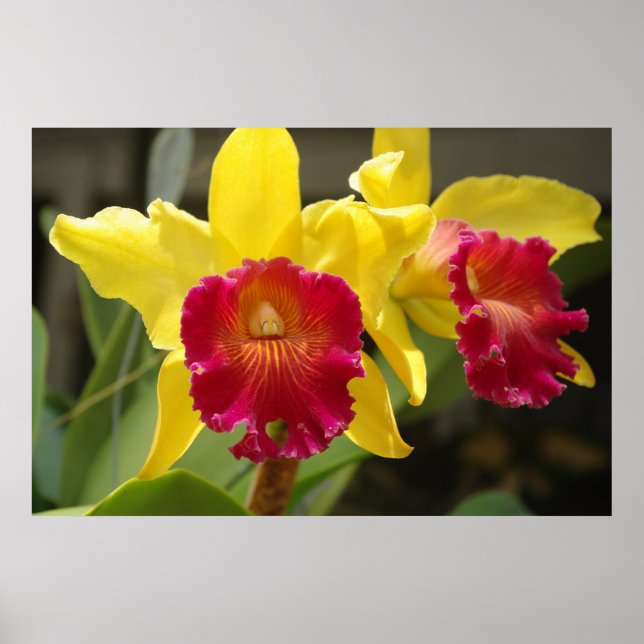 Cattleya Poster (Framsidan)