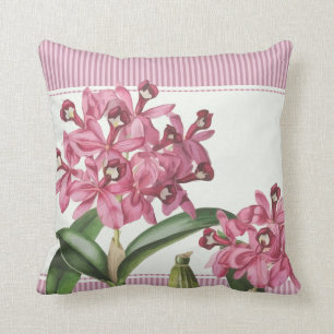 Cattleya rosaOrchid Kudde