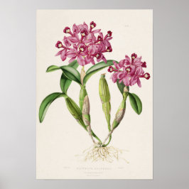 Cattleya skinneri av Bateman Orkidétryck Poster