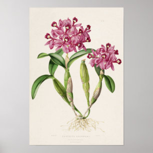 Cattleya skinneri av Bateman Orkidétryck Poster