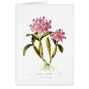 Cattleya skinneri hälsningskort