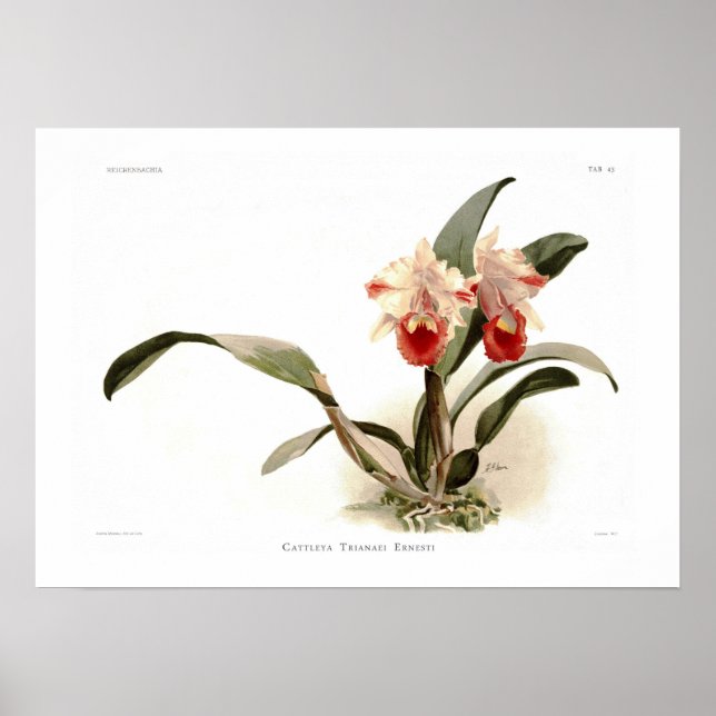 Cattleya trianae ernesti poster (Framsidan)