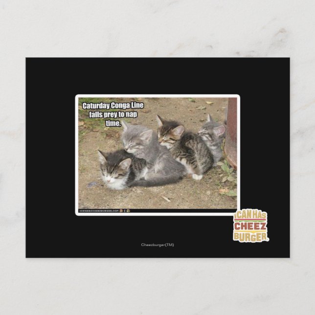 Caturday Conga Line Vykort (Framsida)