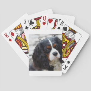 cav 2 casinokort