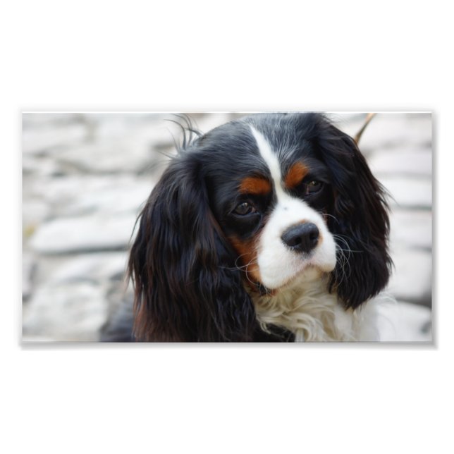 cav 2 fototryck (Framsidan)