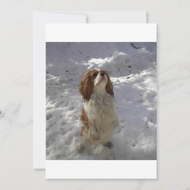 cav i snö (Framsida)