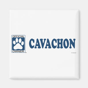 Cavachon blått magnet