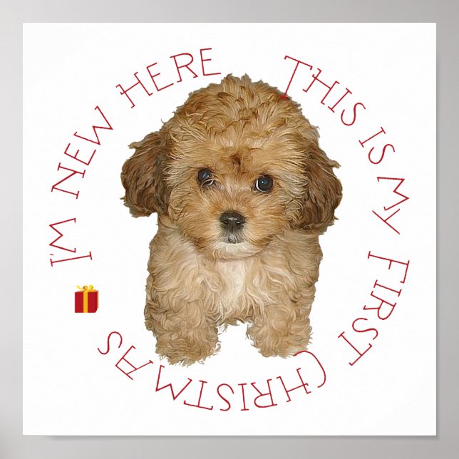 Cavachon Puppy Första jul Poster (Framsidan)