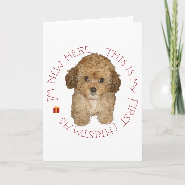 Cavachon-valp första julen helgkort (Framsida)