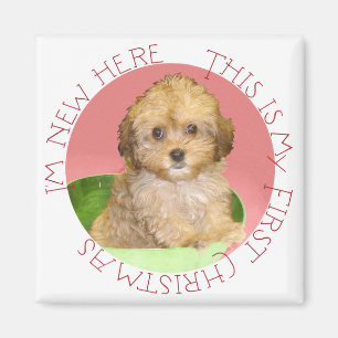 Cavachon-valp första julen magnet