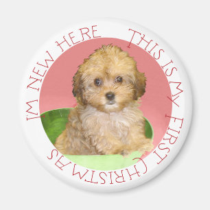 Cavachon-valp första julen magnet