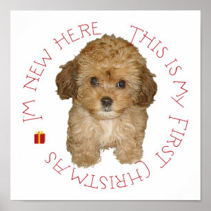 Cavachon-valp Första julen Poster