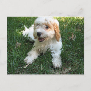 Cavachon-vykort, lägg till ditt Hund-foto Vykort