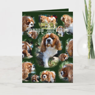 Cavalier Hund Photo Collage Grattis på födelsedage Kort