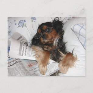 Cavalier King Charles i sängen läser tidning Vykort