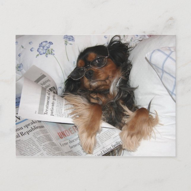Cavalier King Charles i sängen läser tidning Vykort (Framsida)