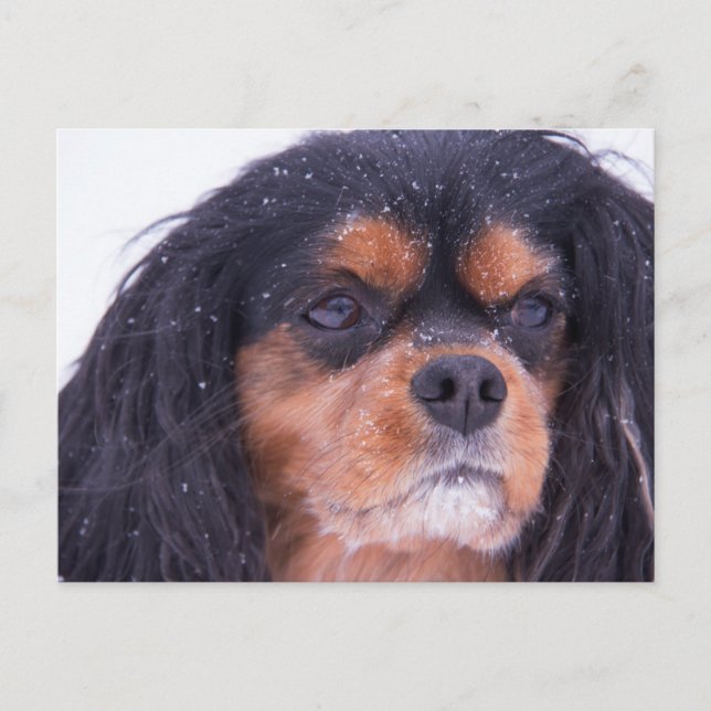Cavalier King Charles med snöflingor vykort (Framsida)