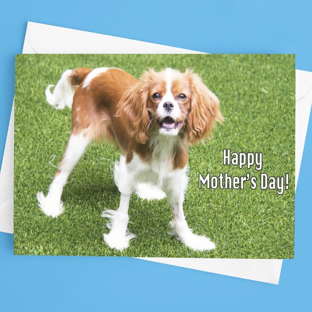 Cavalier King Charles Morsdagskort Kort (Skapare uppladdad)