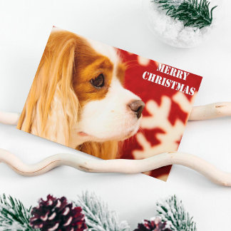 Cavalier King Charles Snöflinga jul Helg Vykort