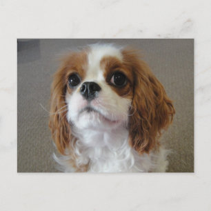 Cavalier King Charles söt valp hund vykort