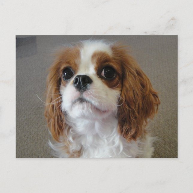 Cavalier King Charles söt valp hund vykort (Framsida)
