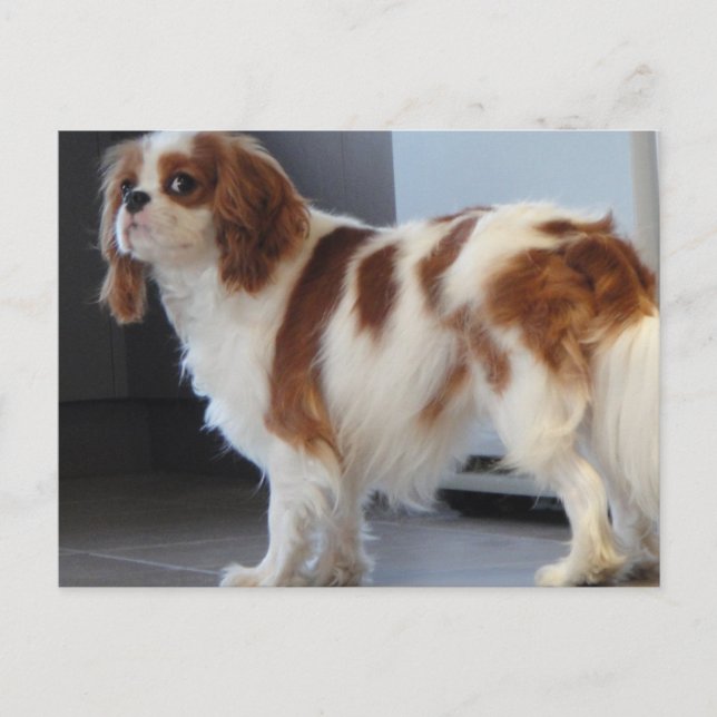 Cavalier King Charles söta valp hund postkort Vykort (Framsida)