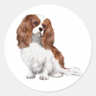 Cavalier King Charles Spaniel (A) - Blenheim 1 Runt Klistermärke