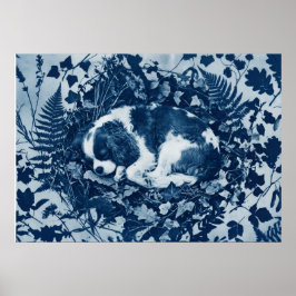 Cavalier King Charles Spaniel Cyanotypi Botanisk  Poster