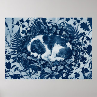 Cavalier King Charles Spaniel Cyanotypi Botanisk Poster