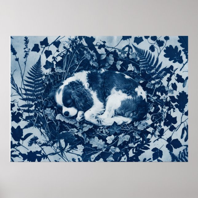 Cavalier King Charles Spaniel Cyanotypi Botanisk  Poster (Framsidan)