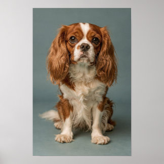 Cavalier King Charles Spaniel Dusty Blue Porträtt Poster