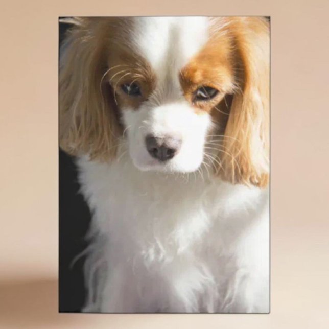 Cavalier King Charles Spaniel Hundälskare Blanket Kort (Skapare uppladdad)