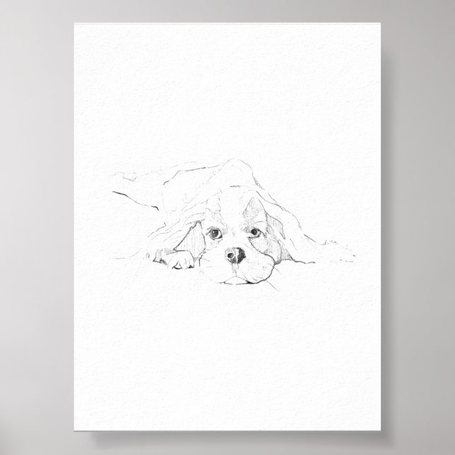 Cavalier King Charles Spaniel Husdjur Poster (Framsidan)