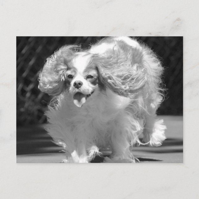 Cavalier King Charles Spaniel Löpande Postkort Vykort (Framsida)