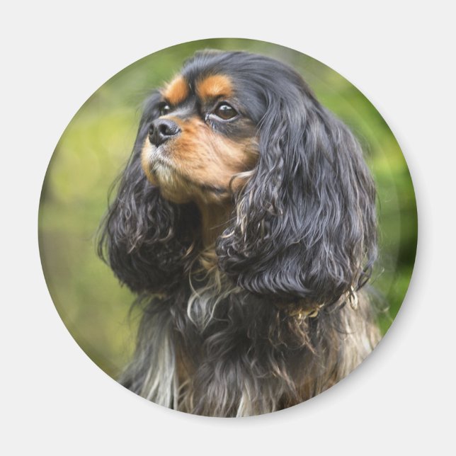 Cavalier King Charles Spaniel Magnet (Framsidan)