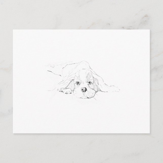 Cavalier King Charles Spaniel Minne Vykort (Framsida)