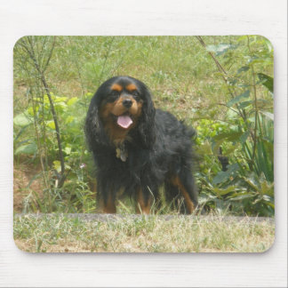 Cavalier King Charles Spaniel Musmatta