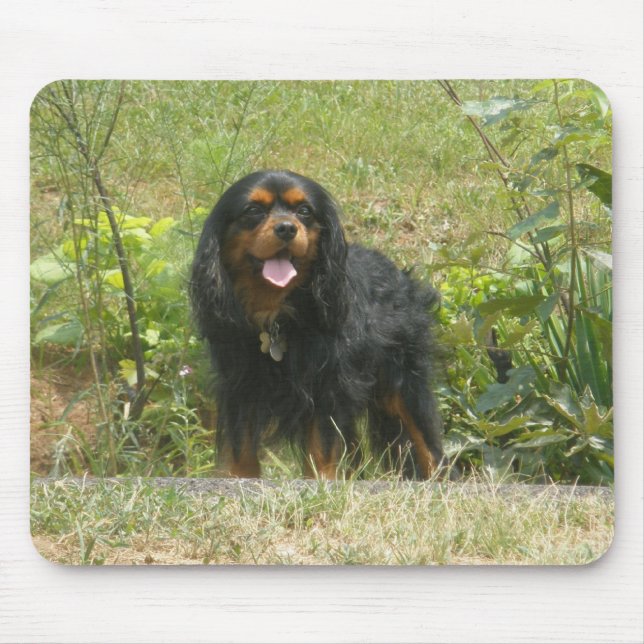 Cavalier King Charles Spaniel Musmatta (Framsidan)
