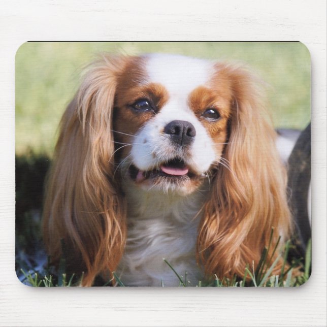 Cavalier King Charles Spaniel Musmatta (Framsidan)