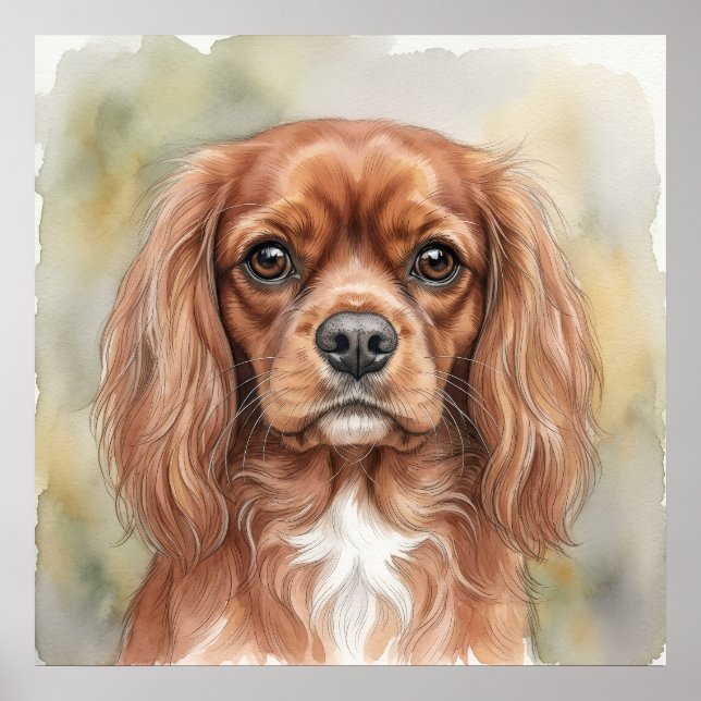 Cavalier King Charles Spaniel närbild akvarell Poster (Framsidan)