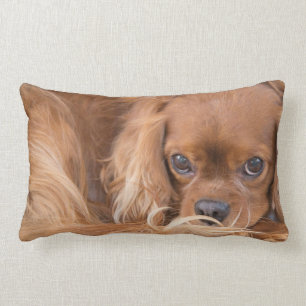 Cavalier King Charles Spaniel Ögon På Dig Kudde