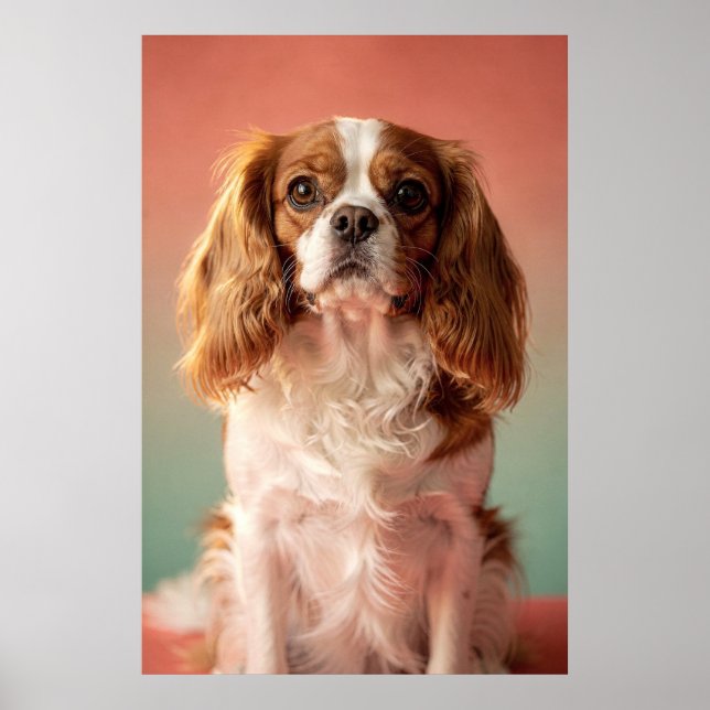 Cavalier King Charles Spaniel Porträtt Poster (Framsidan)