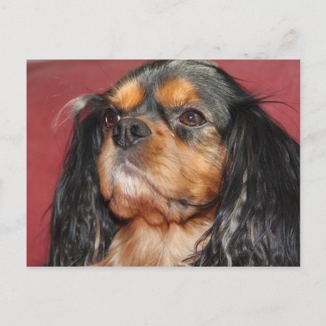 Cavalier King Charles Spaniel svart och tan Vykort (Framsida)