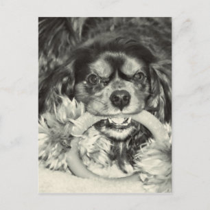 Cavalier King Charles Spaniel Tuggben Vykort