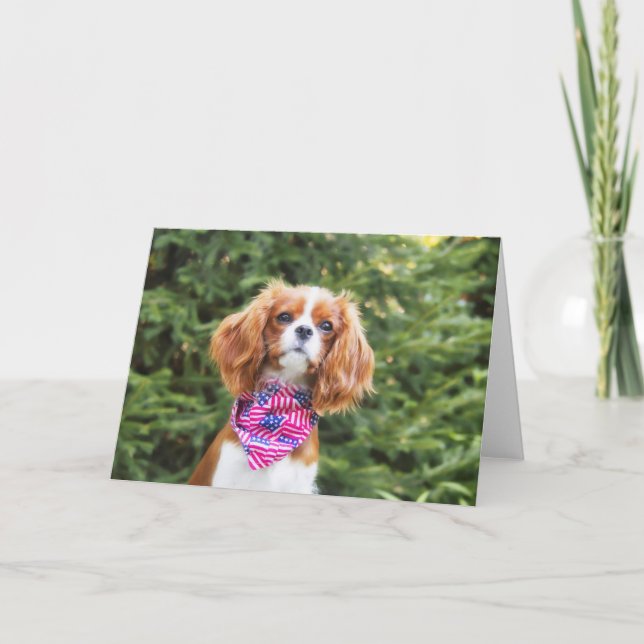 Cavalier King Charles Spaniel-valp 4 juli Kort (Framsida)