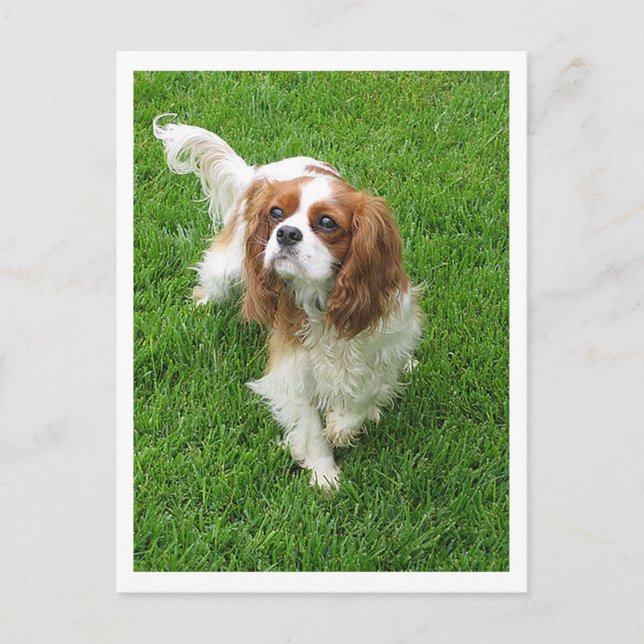 Cavalier King Charles Spaniel Valp Hund Vykort (Framsida)