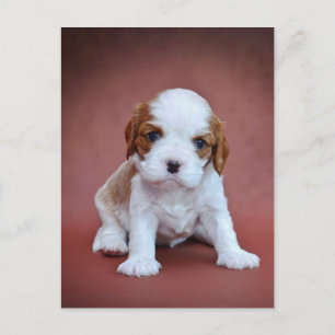 Cavalier King Charles Spaniel-valp Vykort