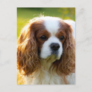 Cavalier King Charles Spaniel Vykort